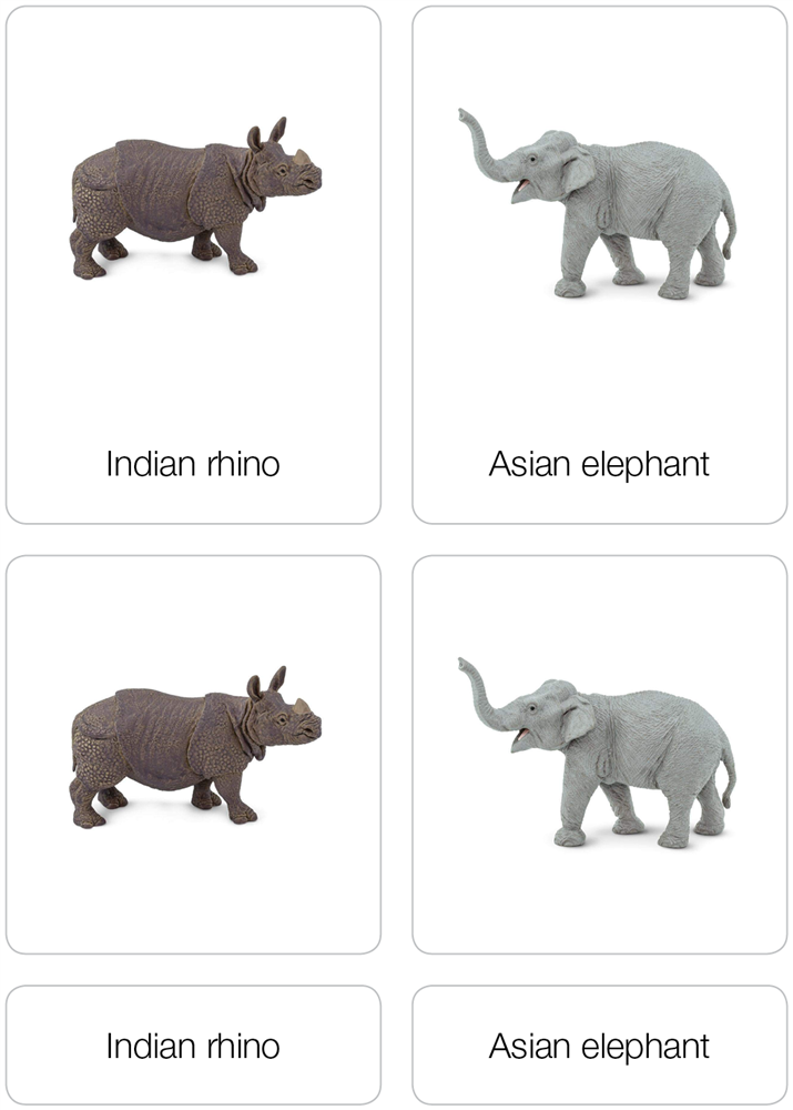 Animals of Asia Nomenclature Cards (Printed)