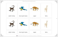 Animals of South America Nomenclature Cards (Printed)