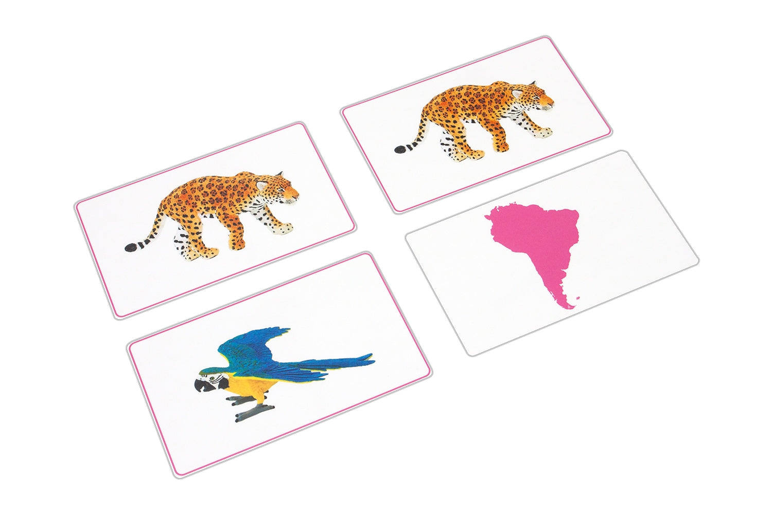 Animals of South America Matching Cards