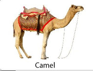 Picture Matching Cards - Domesticated Animals (Printed)