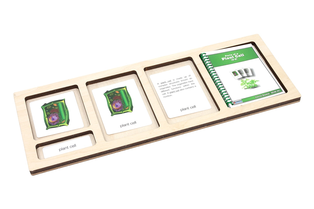Five-Compartment Nomenclature Cards Tray