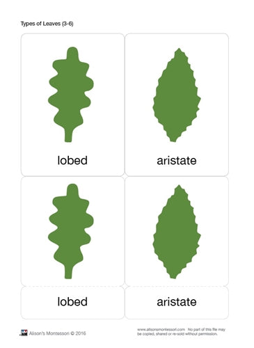 North American Botany Leaf Three-Part Cards