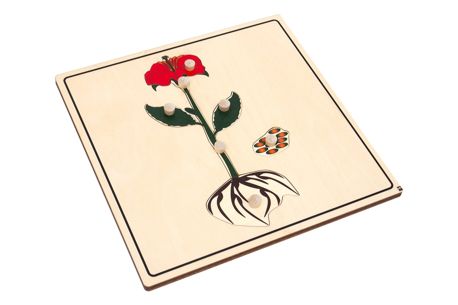Parts of a Plant Knobbed Puzzle
