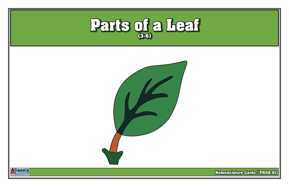 Parts of a Leaf Puzzle Nomenclature Cards (3-6) (Premium Quality))