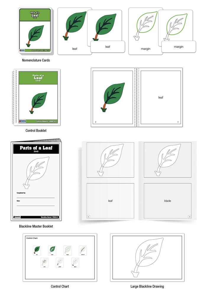 Parts of a Leaf Puzzle Nomenclature Cards (3-6) (Premium Quality))