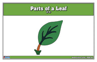 Parts of a Leaf Puzzle Nomenclature Cards (6-9) (Premium Quality)