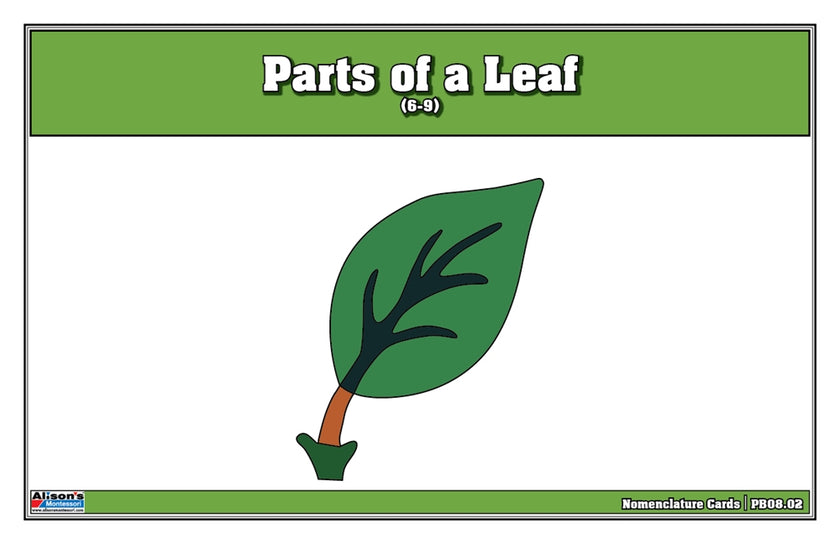 Parts of a Leaf Puzzle Nomenclature Cards (6-9) (Premium Quality)