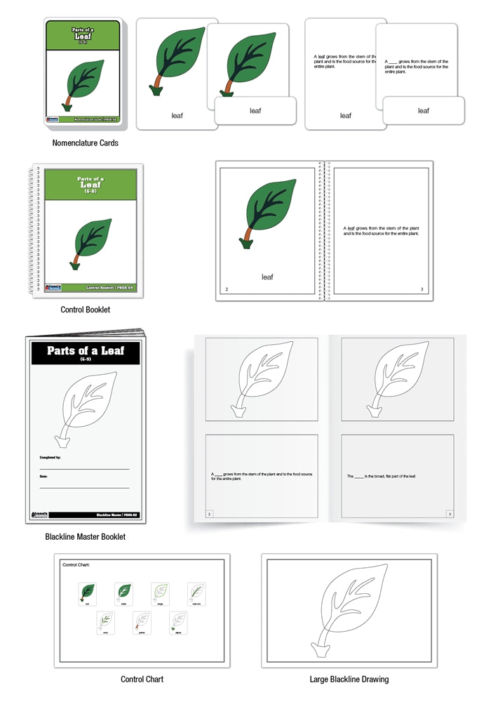 Parts of a Leaf Puzzle Nomenclature Cards (6-9) (Premium Quality)