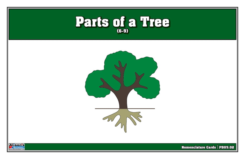 Parts of a Tree Puzzle Nomenclature Cards (6-9) (Premium Quality)