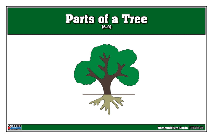 Parts of a Tree Puzzle Nomenclature Cards (6-9) (Premium Quality)