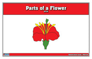 Parts of a Flower Puzzle Nomenclature Cards (6-9) (Premium Quality)