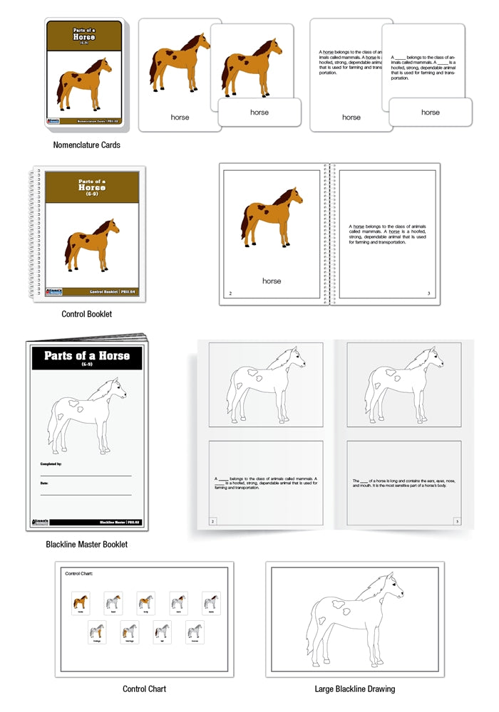 Parts of a Horse Puzzle Nomenclature Cards (6-9) (Premium Quality)