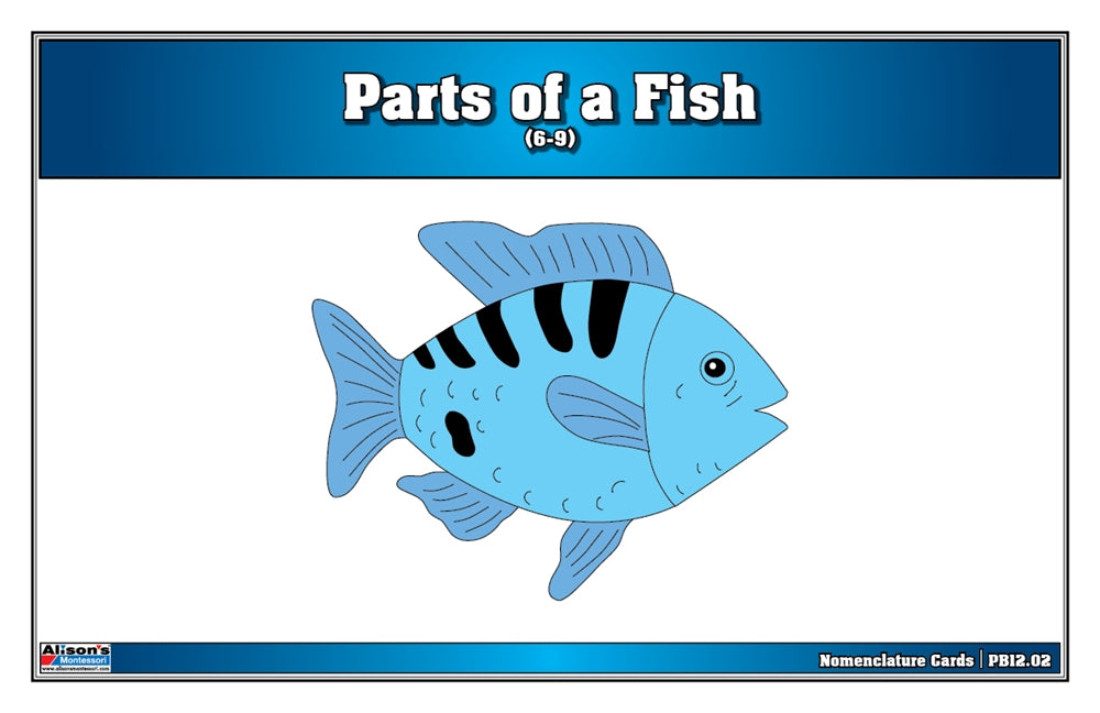 Parts of a Fish Puzzle Nomenclature Cards (6-9) (Premium Quality)