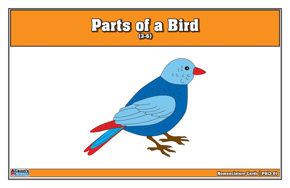 Parts of a Bird Puzzle Nomenclature Cards (3-6) (Premium Quality)