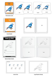 Parts of a Bird Puzzle Nomenclature Cards (3-6) (Premium Quality)