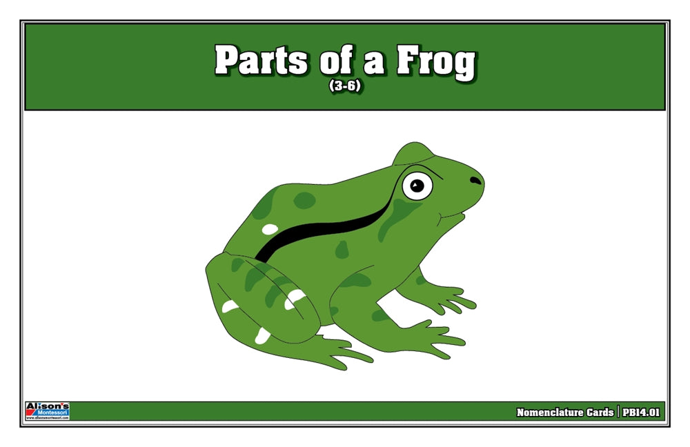Parts of a Frog Puzzle Nomenclature Cards (3-6) (Premium Quality)