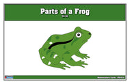 Parts of a Frog Puzzle Nomenclature Cards (3-6) (Premium Quality)