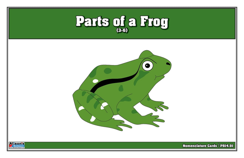 Parts of a Frog Puzzle Nomenclature Cards (3-6) (Premium Quality)