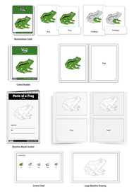 Parts of a Frog Puzzle Nomenclature Cards (3-6) (Premium Quality)