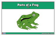 Parts of a Frog Puzzle Nomenclature Cards (6-9) (Premium Quality)