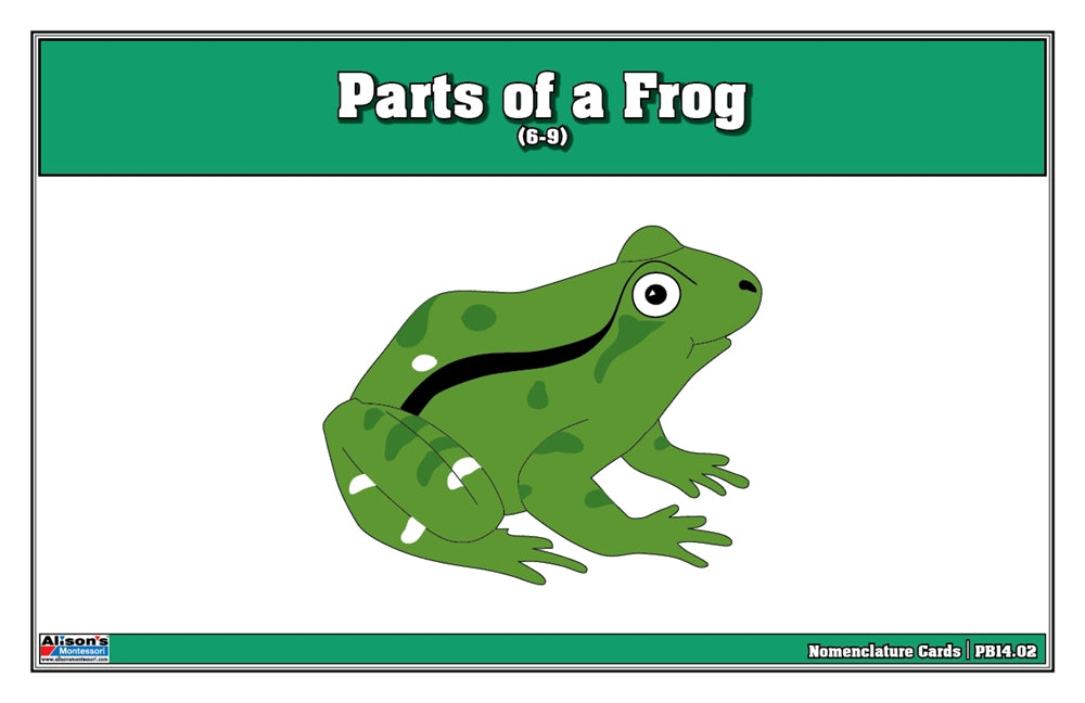 Parts of a Frog Puzzle Nomenclature Cards (6-9) (Premium Quality)