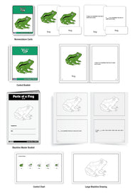 Parts of a Frog Puzzle Nomenclature Cards (6-9) (Premium Quality)
