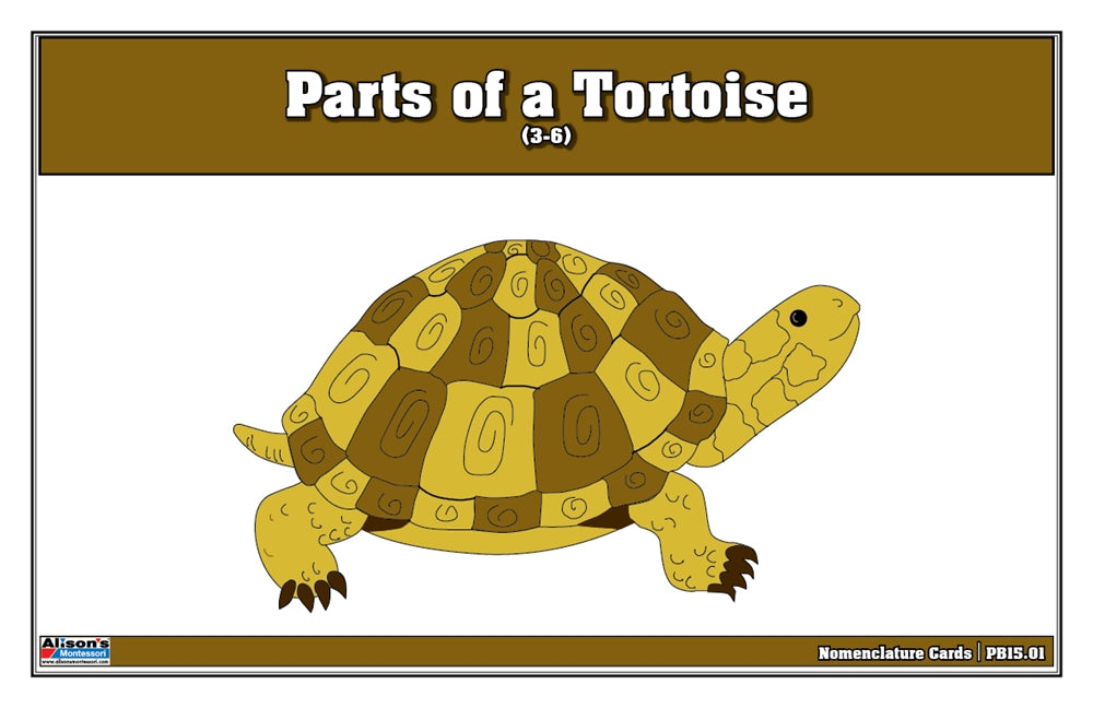 Parts of a Tortoise Puzzle Nomenclature Cards (3-6) (Premium Quality)