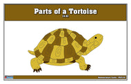 Parts of a Tortoise Puzzle Nomenclature Cards (3-6) (Premium Quality)