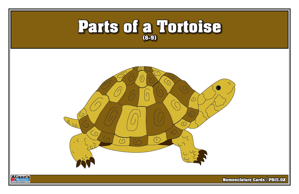 Parts of a Tortoise Puzzle Nomenclature Cards (6-9) (Premium Quality)