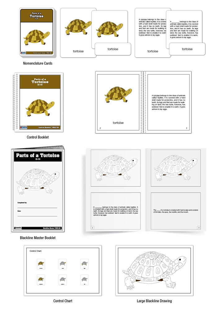 Parts of a Tortoise Puzzle Nomenclature Cards (6-9) (Premium Quality)