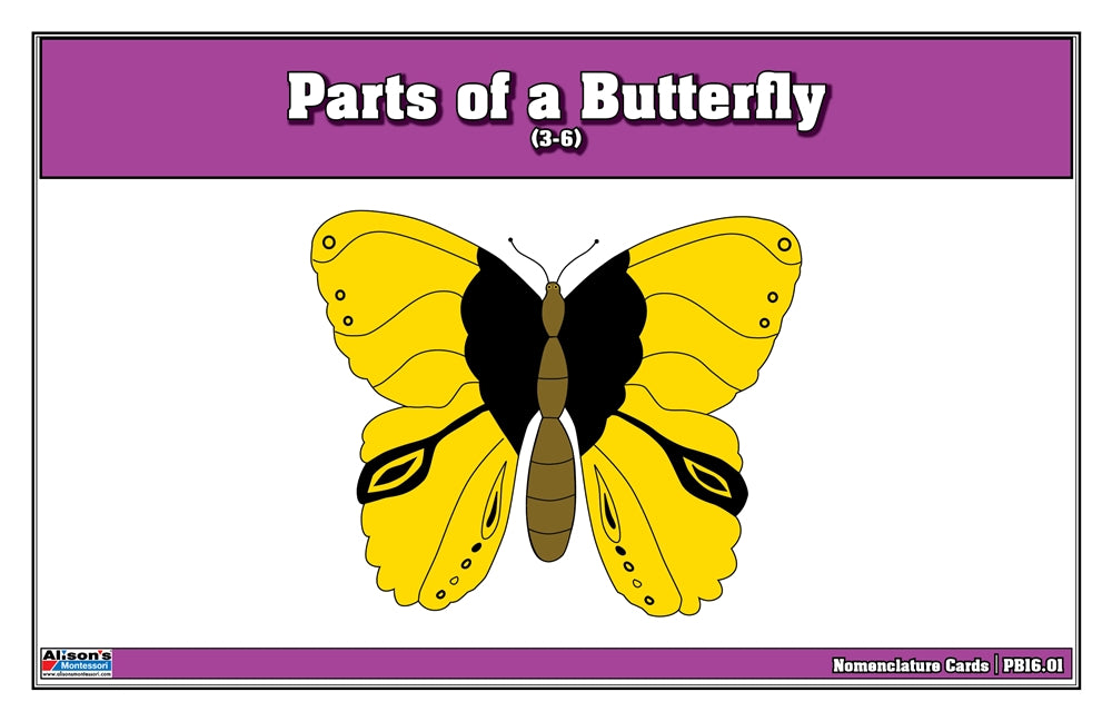 Parts of a Butterfly Puzzle Nomenclature Cards (3-6) (Premium Quality)