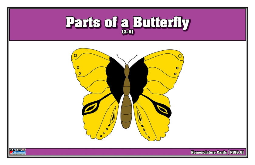 Parts of a Butterfly Puzzle Nomenclature Cards (3-6) (Premium Quality)