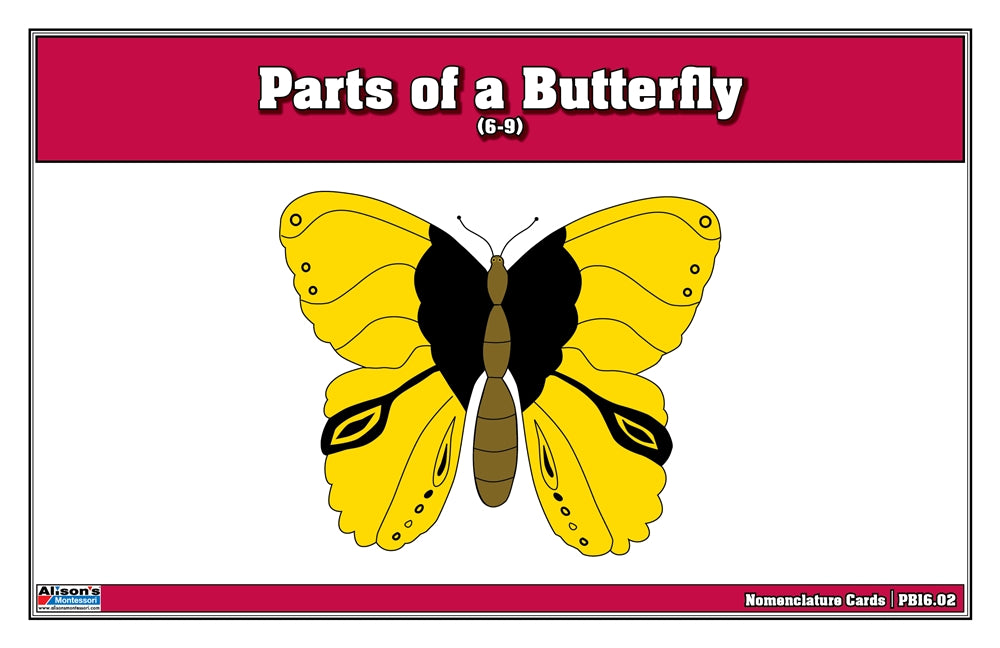 Parts of a Butterfly Puzzle Nomenclature Cards (6-9) (Premium Quality)