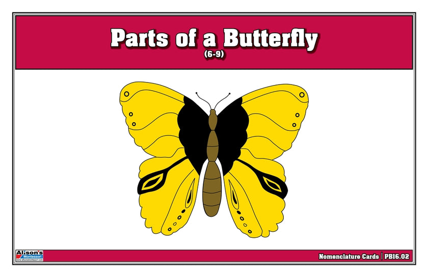 Parts of a Butterfly Puzzle Nomenclature Cards (6-9) (Premium Quality)