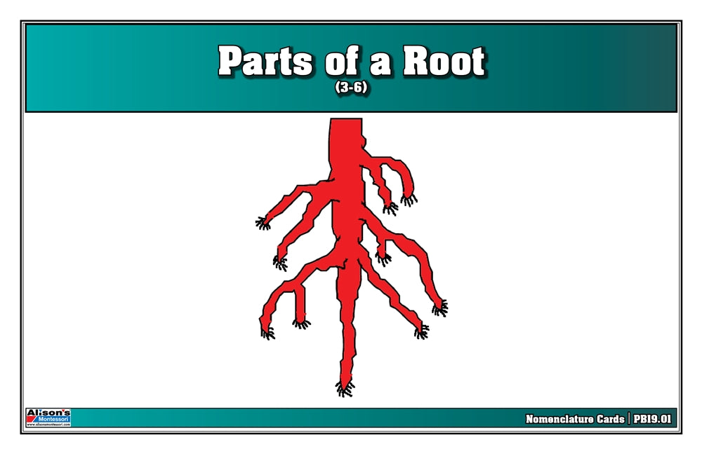 Parts of a Root Puzzle Nomenclature Cards (3-6)