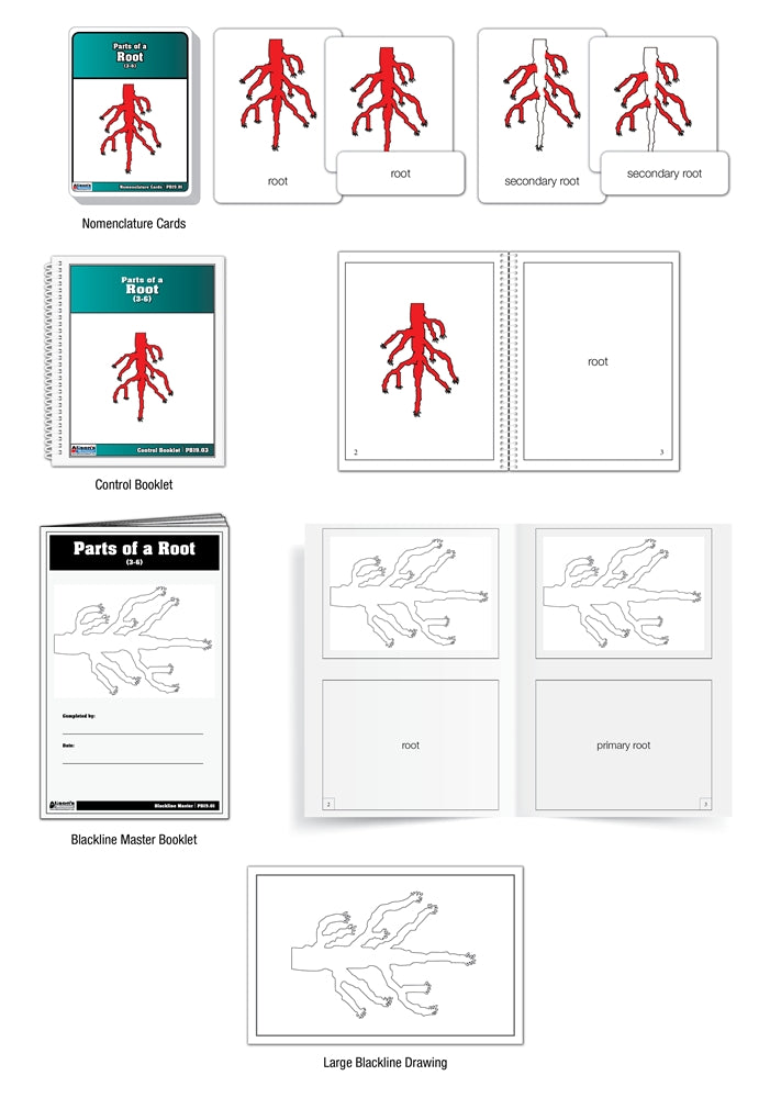 Parts of a Root Puzzle Nomenclature Cards (3-6)