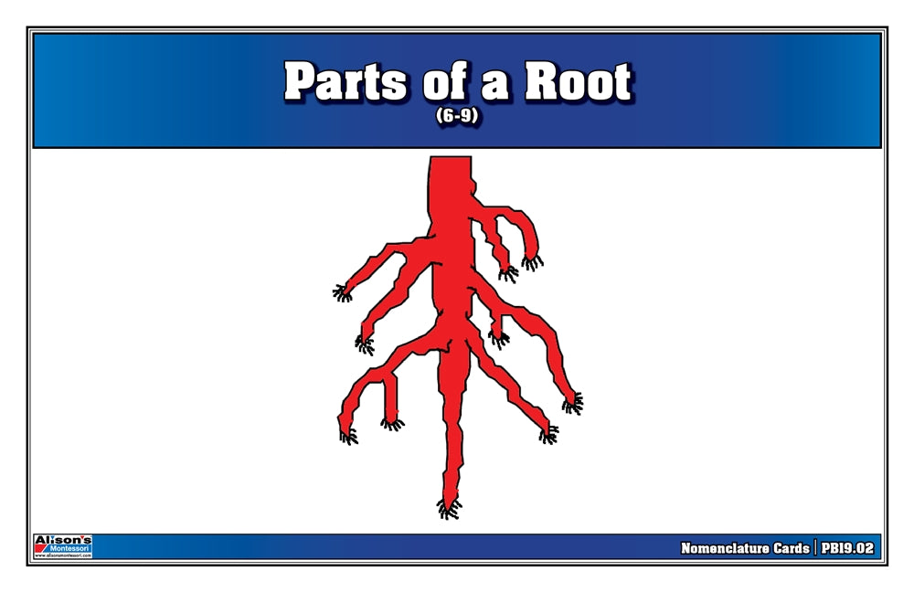 Parts of a Root Puzzle Nomenclature Cards (6-9) (Premium Quality)