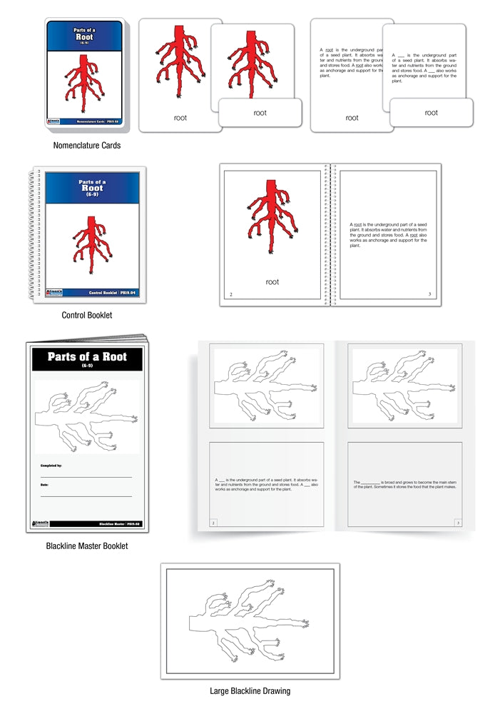 Parts of a Root Puzzle Nomenclature Cards (6-9) (Premium Quality)