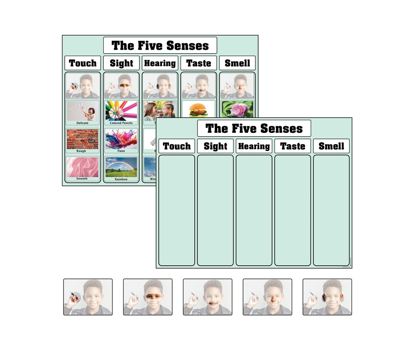 The Five Senses Charts with Cards