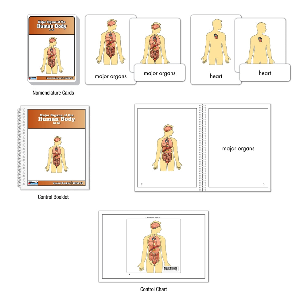 Major Organs of the Human Body Nomenclature Cards (Printed)