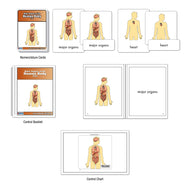 Major Organs of the Human Body Nomenclature Cards (Printed)