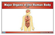 Major Organs of the Human Body Nomenclature Cards (6-9) (Printed)