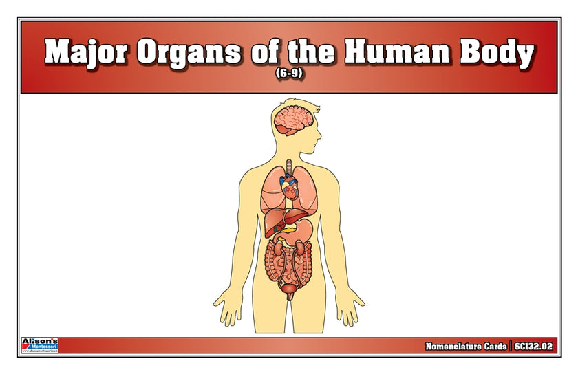 Major Organs of the Human Body Nomenclature Cards (6-9) (Printed)