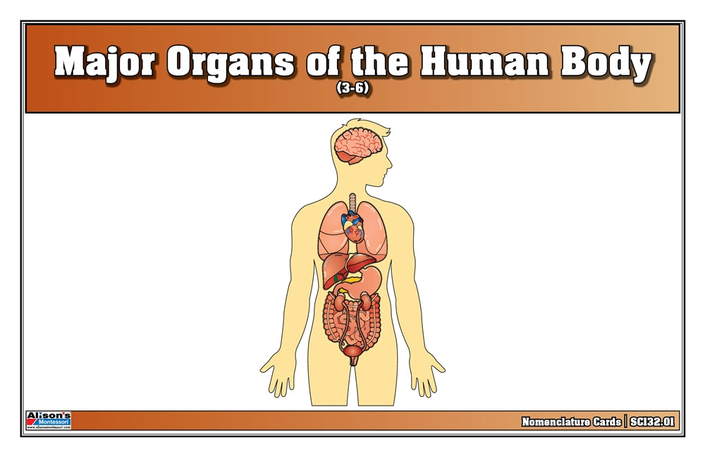 Major Organs of the Human Body Puzzle with Nomenclature Cards (3-6)