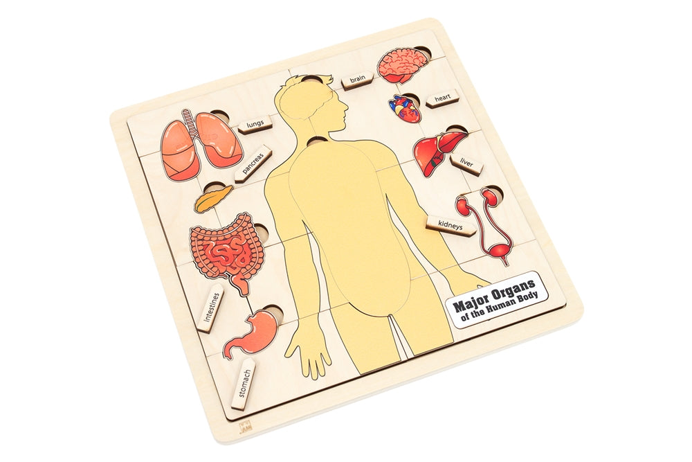 Major Organs of the Human Body Puzzle with Nomenclature Cards (6-9) (Printed)
