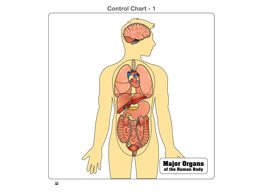 Major Organs of the Human Body Puzzle with Nomenclature Cards (6-9) (Printed)