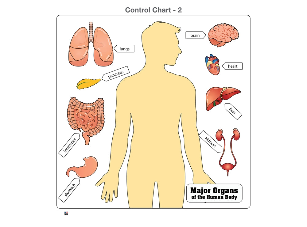 Major Organs of the Human Body Puzzle with Nomenclature Cards (6-9) (Printed)