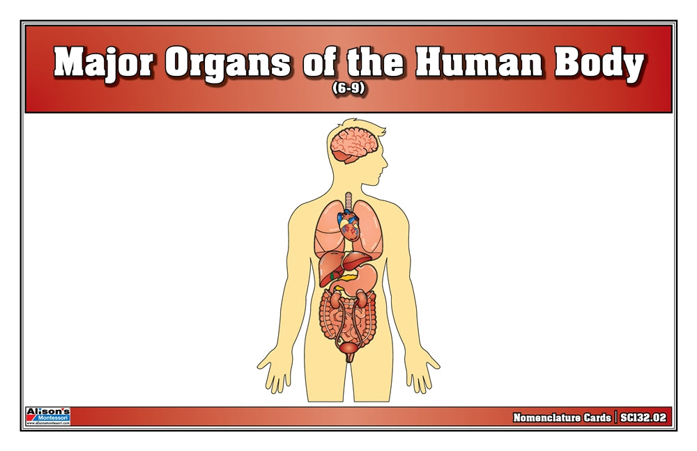 Major Organs of the Human Body Puzzle with Nomenclature Cards (6-9) (Printed)