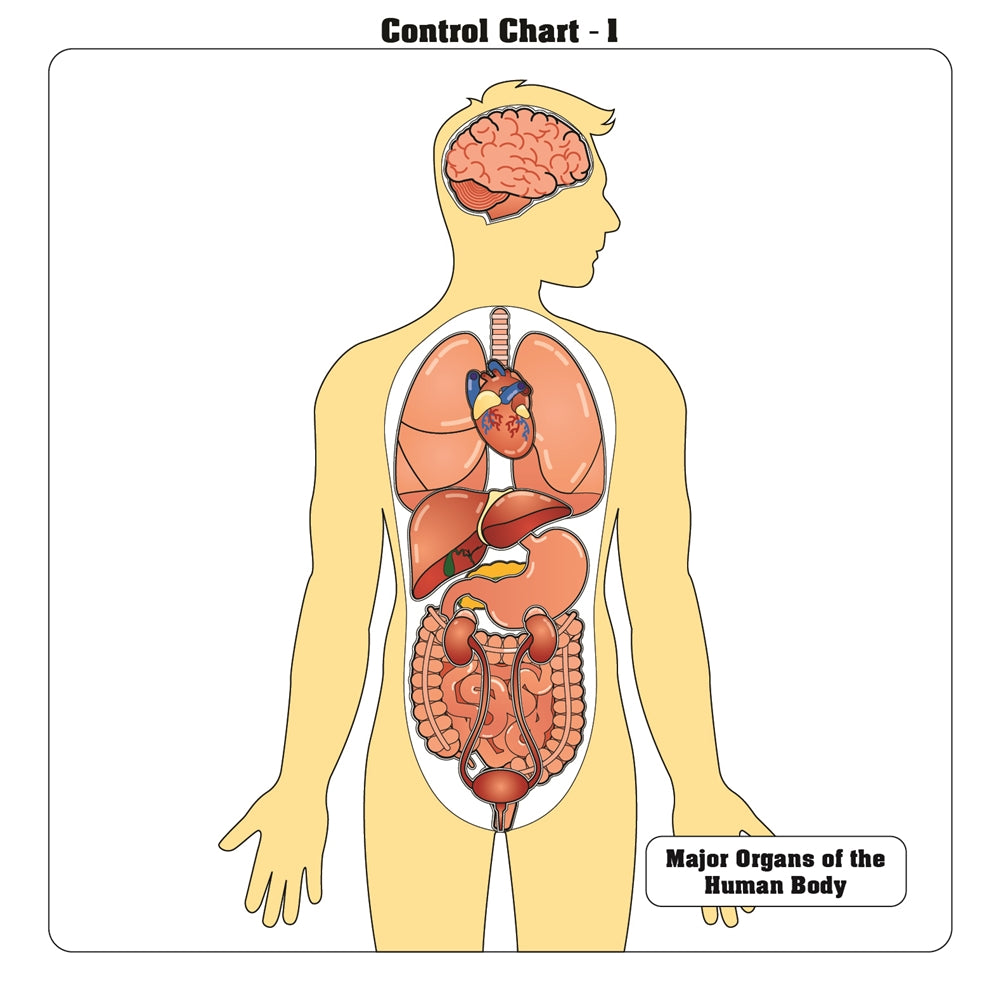 Major Organs of the Human Body Puzzle
