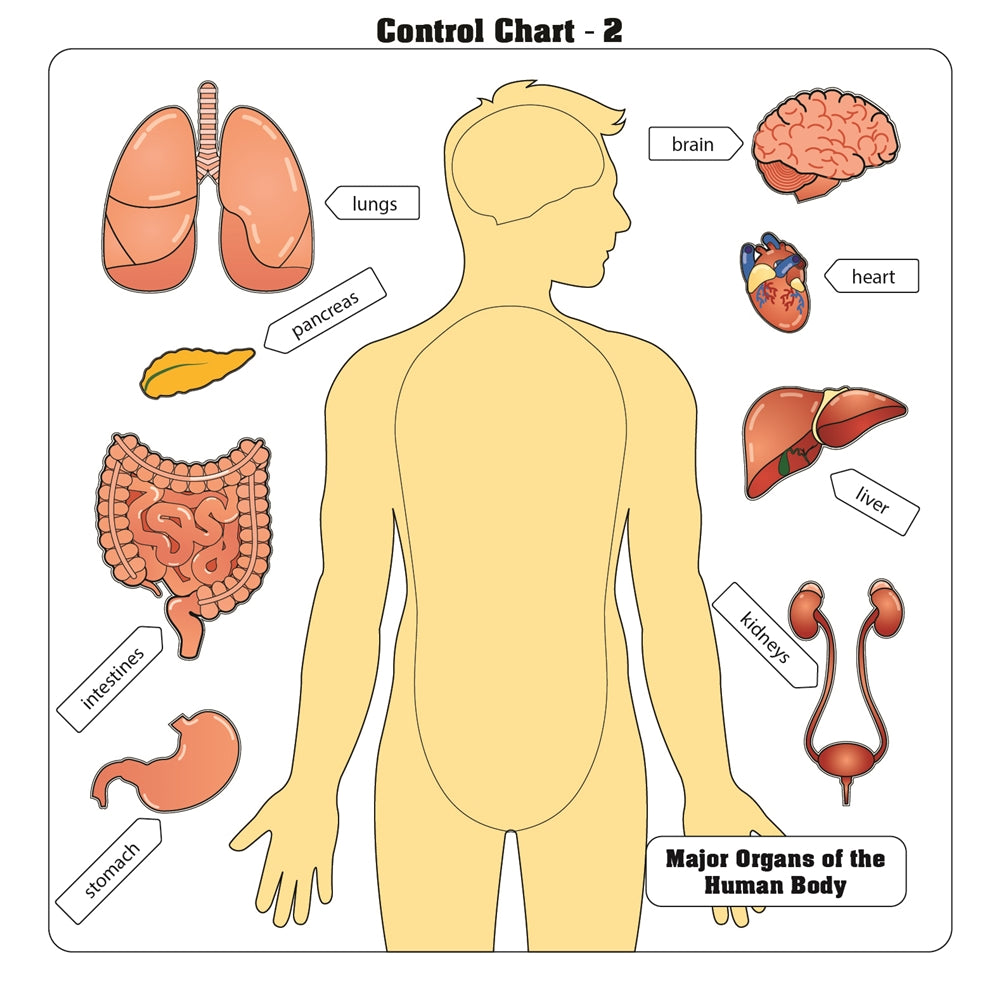 Major Organs of the Human Body Puzzle